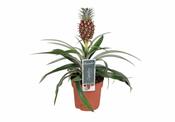 Ananas comosus 'Rosita' (Ornamental Pineapple) 12cm Pot image