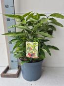 Aucuba japonica ‘Variegata’ (Variegated Japanese Laurel) 23cm Pot, Height 50cm image