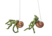 Dischidia 'Pangolin Kisses' in Snail Shell image