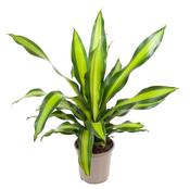 Dracaena fragrans 'Burley' 24cm Pot, Height 90cm image