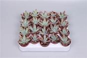Echeveria colorata f. brandtii 5.5cm Pot image