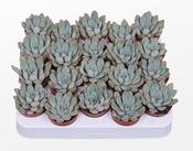 Echeveria Pink Edge 5.5cm Pot image