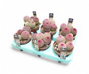 Echinocereus rigidissimus var. rubrispinus 12cm Pot image