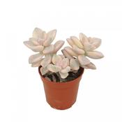 Graptoveria titubans variegata 5.5cm Pot image