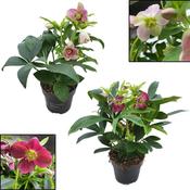 Helleborus orientalis Mix in 12cm Pot image