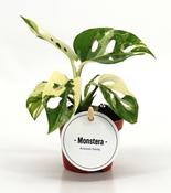 Monstera adansonii (Monkey Mask) Variegated in 6cm Pot image