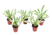 Nidularium (Neoregelia) 'Fireball' Variegated 5.5cm Pot image