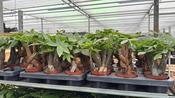 Pachira aquatica (Money Tree) Thick Trunk in 12cm Pot, Height 30cm image