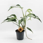 Monstera 'Burle Marx Flame' 17cm Pot, Height 55cm image