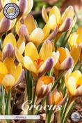 Crocus 'Advance' Bulbs 10 Pack image