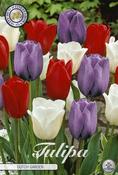 Tulipa 'Dutch Garden' Tulip Bulbs 10 Pack image