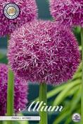 Allium 'Pinball Wizard' (Ornamental Onion) Bulb 1 Pack