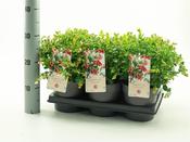 Vaccinium vitas-idaea 'Fireballs' (Lingonberry) 1.5L pot image