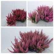 Erica gracilis 'Beauty Queens' (Heather) Mix 12cm Pot image