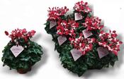 Cyclamen persicum 'Djix Red' 10.5cm Pot image