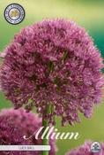 Allium ‘Lucy Ball’ (Ornamental Onion) Bulb 1 Pack
