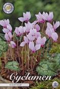 Cyclamen hederifolium Pink (Ivy-Leaved Cyclamen) Bulbs 3 Pack