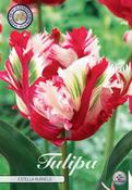 Tulipa 'Estella Rijnveld' Tulip Bulbs 7 Pack image