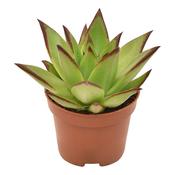Echeveria agavoides 'Ebony' 6cm Pot image