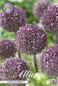 Allium 'Summer Drummer' (Ornamental Onion) Bulbs 3 Pack