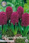 Hyacinthus orientalis 'Woodstock' Hyacinth Bulbs 5 Pack image