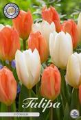 Tulipa 'Stockholm' Tulip Bulbs 10 Pack image
