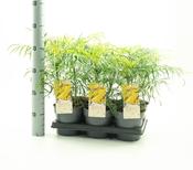 Mahonia eurybracteata 'Soft Caress' 1.5 Litre Pot image