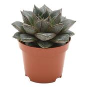 Echeveria purpusorum 6cm Pot image