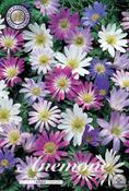 Anemone blanda Mix Bulbs 20 Pack image