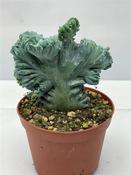 Myrtillocactus geometrizans (Blue Myrtle Cactus) 10.5cm Pot image