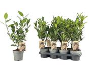 Laurus nobilis (Bay Laurel) Bush in 14cm Pot, Height 50cm image