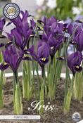 Iris reticulata 'Purple Hill' Bulbs 15 Pack image