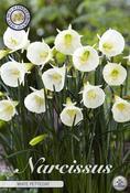 Narcissus 'White Petticoat' Daffodil Bulbs 7 Pack image