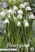 Leucojum vernum (Spring Snowflake) Bulbs 5 Pack image