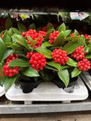 Skimmia japonica 'O'Berries Red' 12cm Pot image