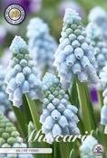 Muscari 'Valerie Finnis' (Grape Hyacinth) Bulbs 20 Pack image