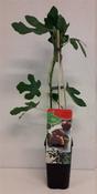 Ficus carica 'Brown Turkey' (Fig Tree) 2 Litre Pot, 4 Canes image