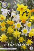 Narcissus 'Botanical Mix' Daffodil Bulbs 10 Pack image