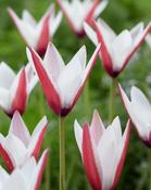 Tulipa 'Clusiana' Tulip Bulbs 10 Pack image