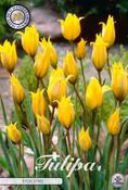 Tulipa sylvestris Tulip Bulbs 10 Pack image