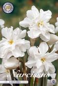 Narcissus 'Albus Plenus Odoratus' (Daffodil) Bulbs 5 Pack image
