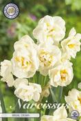Narcissus 'Bridal Crown' Daffodil Bulbs 5 Pack image
