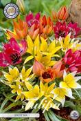 Tulipa 'Specie Mix' Tulip Bulbs 15 Pack
