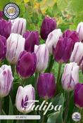 Tulipa 'Atlantic' / 'Atlantis' Tulip Bulbs 10 Pack image