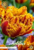 Tulipa 'Bastia' Tulip Bulbs 7 Pack image