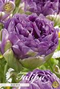 Tulipa 'Blue Wow' Tulip Bulbs 7 Pack image