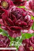 Tulipa 'Nachtwacht' / 'Night Watch' Tulip Bulbs 5 Pack image