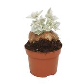 Rechsteineria leucotricha / Sinningia canescens (Brazilian Edelweiss) 10.5cm Pot image
