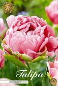 Tulipa 'Wedding Gift' Tulip Bulbs 7 Pack image