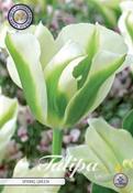 Tulipa 'Spring Green' Tulip Bulbs 7 Pack image